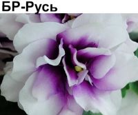 БР-Русь (Буркацкие)