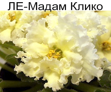 ЛЕ-Мадам Клико (Лебецкая)