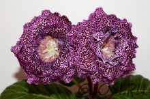 ЕН-Тигровая Акула (сел.Е.Николаева) Новинка 2025!