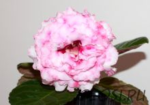 ЕН-Мраморина (сел.Е.Николаева) Новинка 2025!