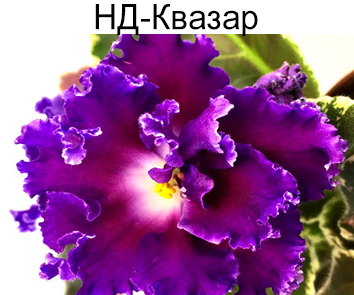 НД-Квазар (Данилова-Суворова)