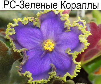 РС-Зеленые Кораллы (Репкина)  НОВИНКА КАТАЛОГА!
