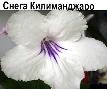 Снега Килиманджаро (В. Парамонов) НОВИНКА КАТАЛОГА!