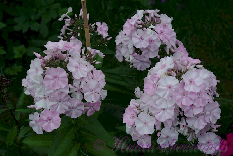 Флокс 'Мадам Др. Шарко' / Phlox 'Madame Dr. Charcot'