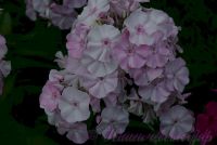 Флокс 'Мадам Др. Шарко' / Phlox 'Madame Dr. Charcot'
