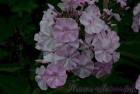 Флокс 'Мадам Др. Шарко' / Phlox 'Madame Dr. Charcot'