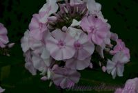 Флокс 'Мадам Др. Шарко' / Phlox 'Madame Dr. Charcot'