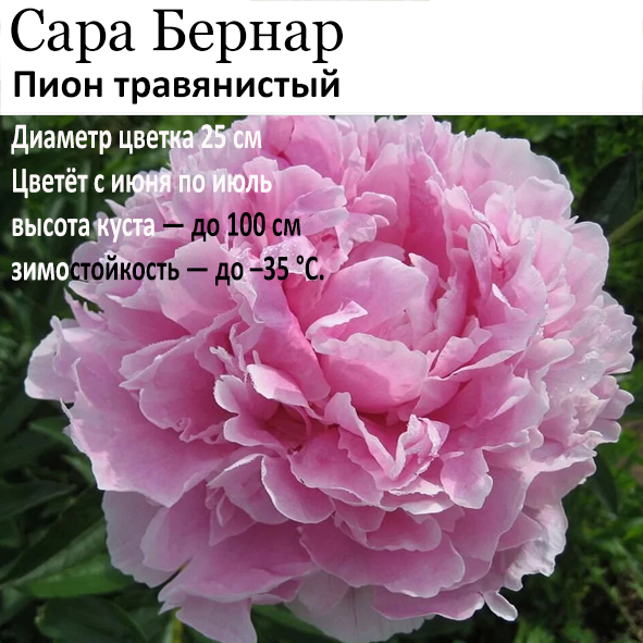 Пион Сара Бернар
