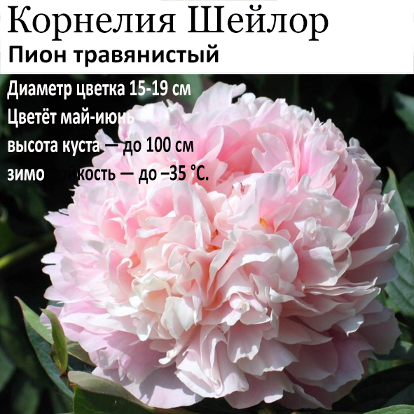 Пион Корнелия Шейлор