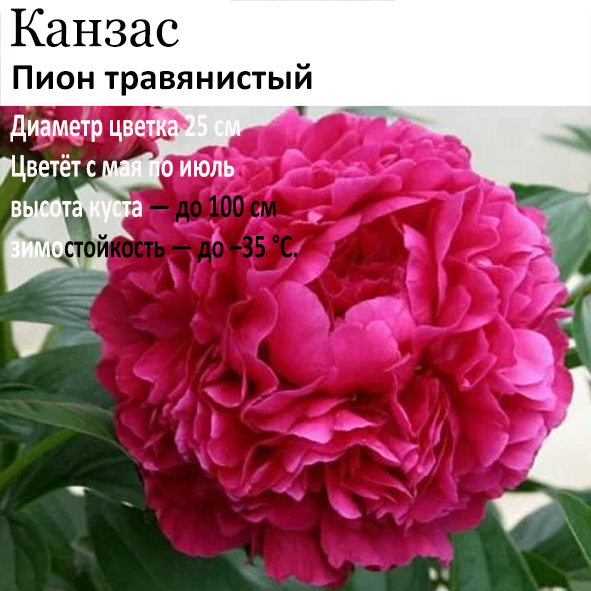 Пион Канзас