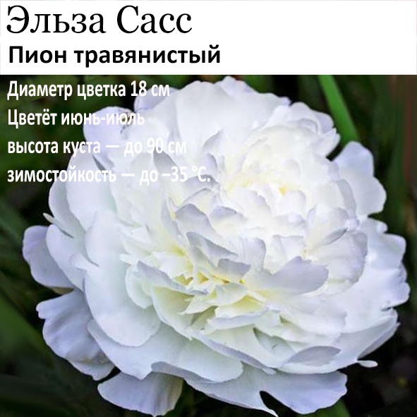 Пион Эльза Сасс