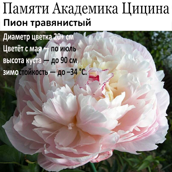 Пион Памяти Академика Цицина