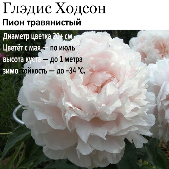 Пион Гледис Хадсон