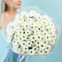 Хризантема (сорт Бакарди) 15шт