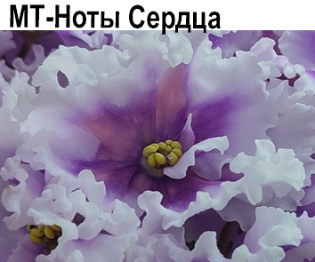 МТ-Ноты Сердца (Тотиева)  НОВИНКА КАТАЛОГА!