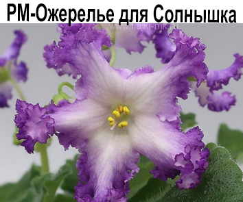 РМ-Ожерелье для Солнышка (Скорнякова)  НОВИНКА