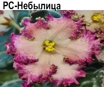 РС-Небылица (Репкина)  НОВИНКА КАТАЛОГА!