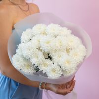 5 хризантем (сорт Алтай)