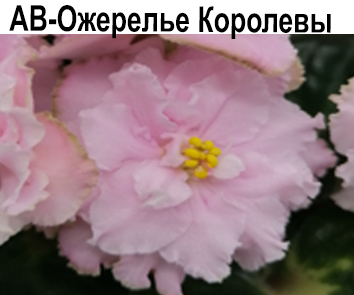 АВ-Ожерелье Королевы  НОВИНКА КАТАЛОГА!