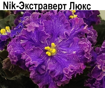 Nik-Экстраверт Люкс  (Н.Булко)  НОВИНКА КАТАЛОГА!