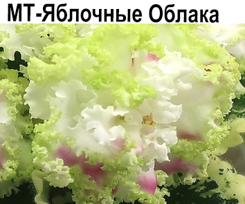 МТ-Яблочные Облака (Тотиева)  НОВИНКА КАТАЛОГА!