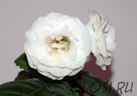 ЕН-Хлопок (сел.Е.Николаева)