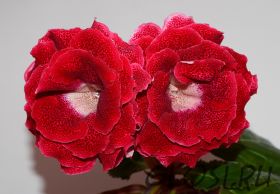 ЕН-Аленкина Любовь (сел.Е.Николаева) Новинка 2024!