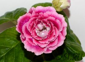 ЕН-Вместе Навсегда (сел.Е.Николаева) Новинка 2025!