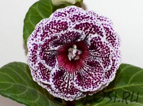 ЕН-Возвращение Чужестранки (сел.Е.Николаева) Новинка 2025!