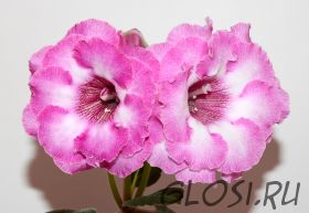 ЕН-Дюймовочка (сел.Е.Николаева) Новинка 2025!