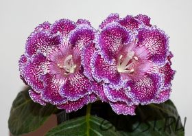 ЕН-Ежевичная Поляна (сел.Е.Николаева) Новинка 2025!