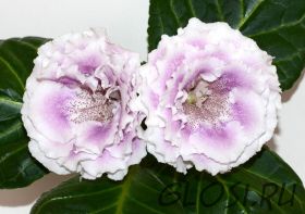 ЕН-Затерянный Рай (сел.Е.Николаева)