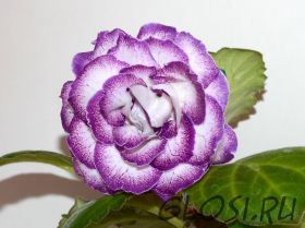 ЕН-Колыбельная Океана (сел.Е.Николаева) Новинка 2025!