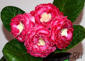 ЕН-Краш (сел.Е.Николаева)