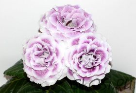 ЕН-Леди Винтер (сел.Е.Николаева)