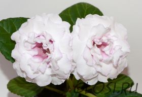 ЕН-Цветущий Эдем (сел.Е.Николаева) Новинка 2025!