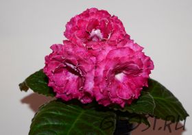 ЕН-Добрый Вечер (сел.Е.Николаева) Новинка 2025!