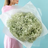 Гипсофила белая 15 шт