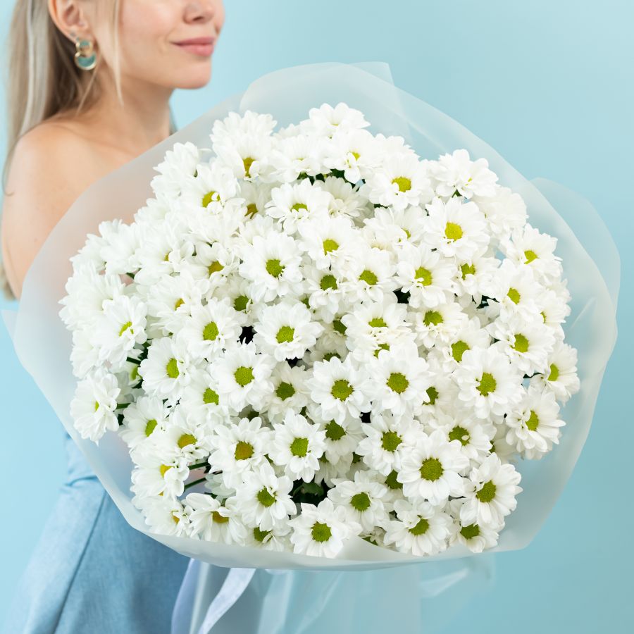 Хризантема (сорт Бакарди) 15 шт