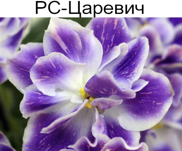 РС-Царевич (Репкина)  НОВИНКА КАТАЛОГА!