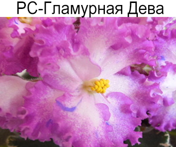 РС-Гламурная Дева (Репкина)  НОВИНКА КАТАЛОГА!