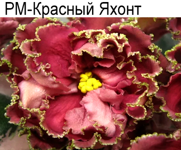 РМ-Красный Яхонт (Скорнякова)  НОВИНКА