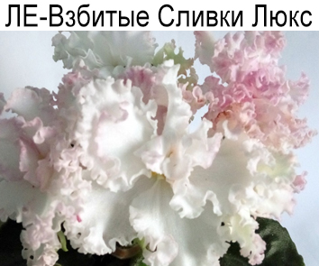 ЛЕ-Взбитые Сливки Люкс (Е.Лебецкая)