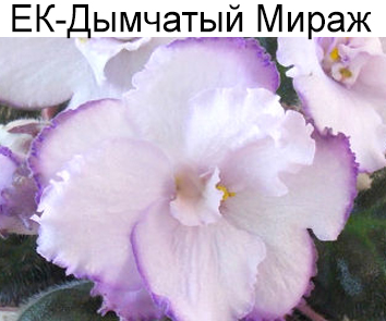 ЕК-Дымчатый Мираж (Коршунова)