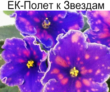 ЕК-Полет к Звездам (Коршунова)