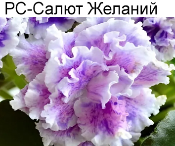 РС-Салют Желаний (Репкина)