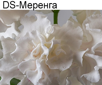 DS-Меренга (Диметрис)  НОВИНКА КАТАЛОГА!