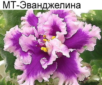 МТ-Эванжелина (Тотиева)  НОВИНКА КАТАЛОГА!