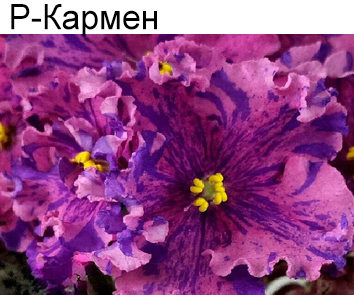 Р-Кармен  (В.Зуб)  НОВИНКА