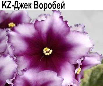 KZ-Джек Воробей (Заикина)  НОВИНКА